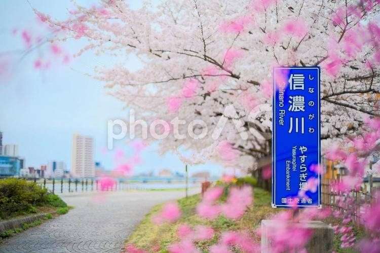 信濃川沿いの桜 信濃川沿いの桜,桜,やすらぎ堤の写真素材