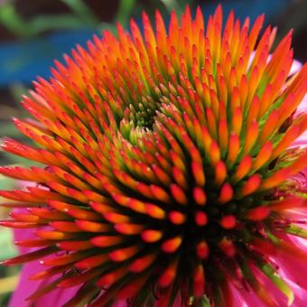 エキナセア エキナセア エキナセア,花,花びらの写真素材