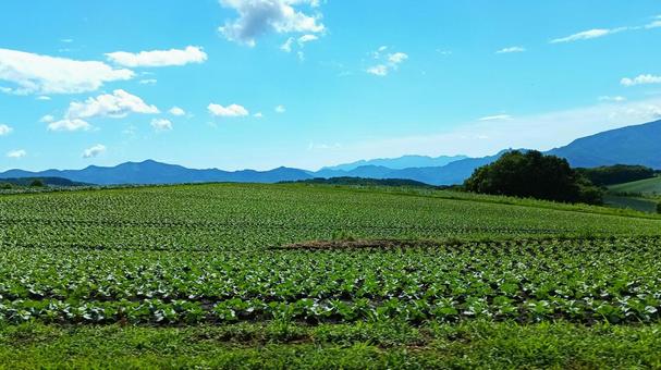 嬬恋村 キャベツ畑 嬬恋村 キャベツ畑の写真
