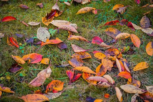 北海道　札幌市の紅葉 北海道,北,札幌市の写真素材