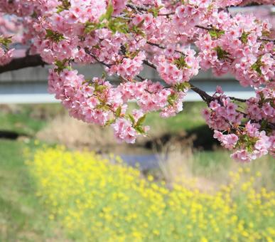 河川敷に咲く桜 河川敷に咲く桜の写真
