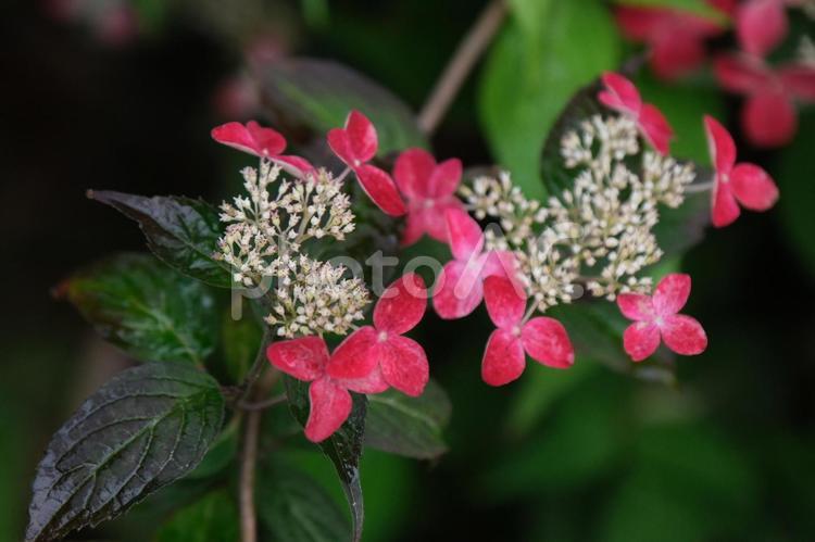 紫陽花 紫陽花,あじさい,アジサイの写真素材