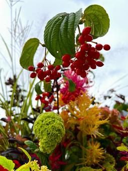 秋 秋,花,植物の写真素材