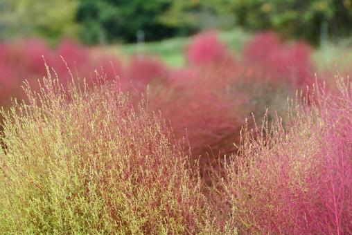 馬見丘陵のコキアの写真