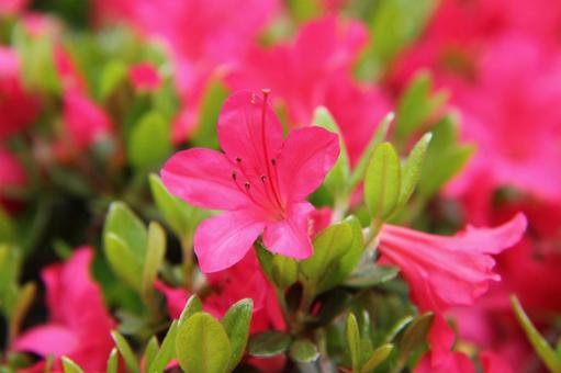 Azalea, JPG
