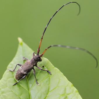 ヒメヒゲナガカミキリ ヒメヒゲナガカミキリの写真