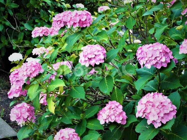 雨上がりのピンクの可愛い紫陽花（あじさい）の花です。 紫陽花,あじさい,アジサイの写真素材