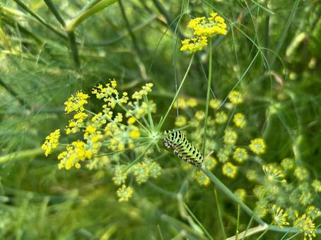 フェンネルとアゲハの幼虫 フェンネル,アゲハの幼虫,ガーデニングの写真素材