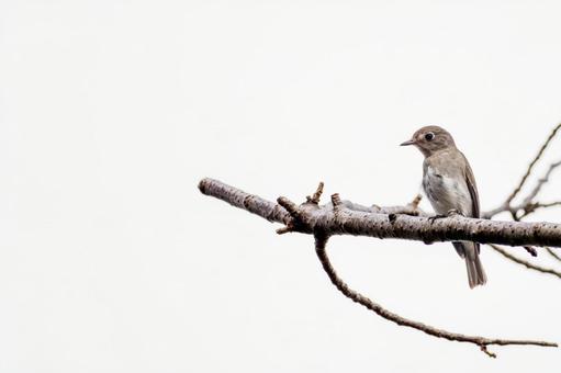 枝にとまるコサメビタキ・コピースペース 枝にとまるコサメビタキ・コピースペースの写真