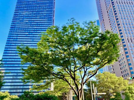 ビル街に 彩り添える瑞々しい並木 ビル街に 彩り添える瑞々しい並木 西新宿,新宿,東京の写真素材