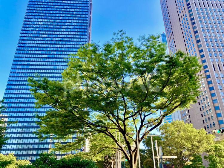 ビル街に　彩り添える瑞々しい並木 西新宿,新宿,東京の写真素材