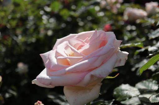 バラ園に咲く淡いピンクの薔薇の写真 バラ園に咲く淡いピンクの薔薇の写真 花,薔薇,自然の写真素材