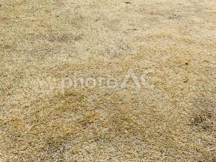 ふかふかの冬芝生 ふかふか,冬,芝生の写真素材