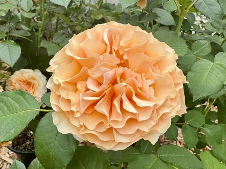 薄いオレンジの薔薇 薄いオレンジの薔薇 薔薇,花,春の写真素材