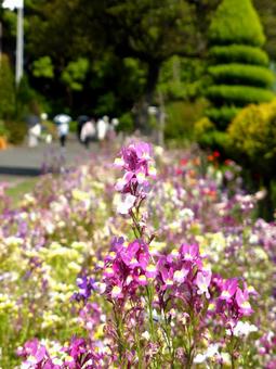 初夏、公園の花壇に咲くリナリア 初夏、公園の花壇に咲くリナリアの写真