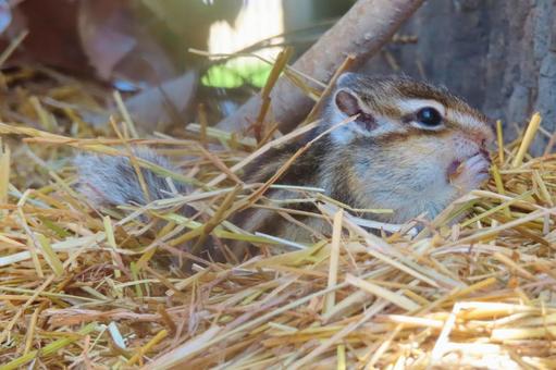 かわいいシマリス かわいいシマリス シマリス,栗鼠,リスの写真素材