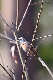 囀る雄のホオジロ 囀る雄のホオジロ ホオジロ,野鳥,鳥の写真素材
