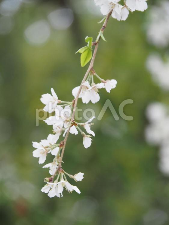 枝垂れ桜　背景緑　ソメイヨシノ 桜,ソメイヨシノ,枝垂れ桜の写真素材
