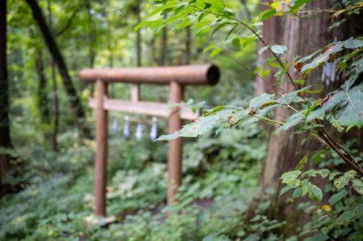 戸隠神社 奥社 参道の風景2 戸隠神社 奥社 参道の風景2 戸隠神社,奥社,参道の写真素材