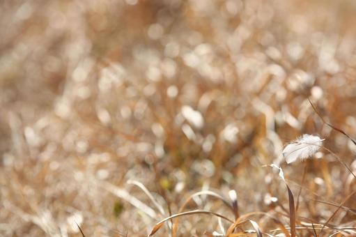晩秋の野に天使の羽 晩秋,白い羽,抽象の写真素材