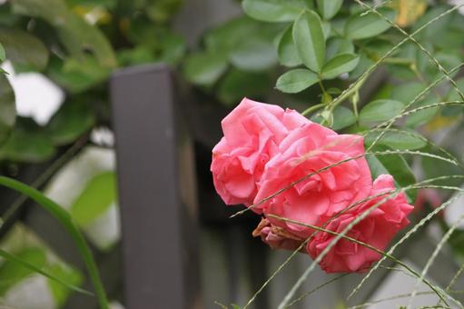 バラ バラ,薔薇,花の写真素材