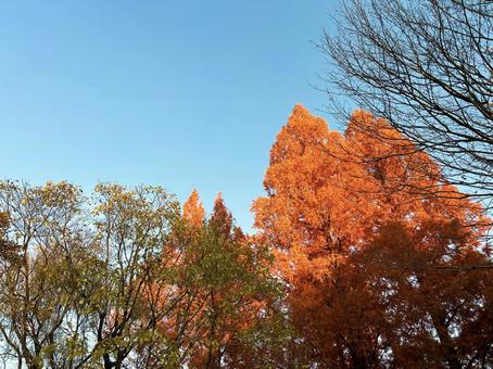 青空と紅葉した木々 空,紅葉,モミジの写真素材