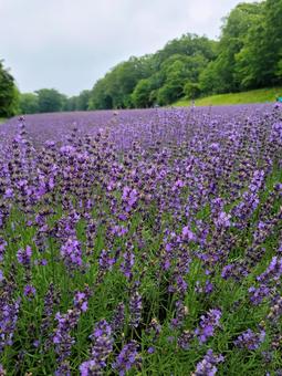 花 ラベンダー,紫色の花,初夏の花の写真素材