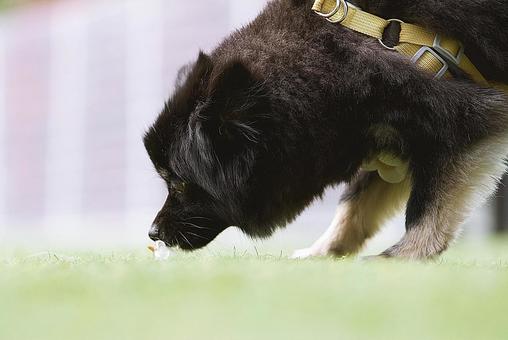 黒いワンコの横顔(ポメラニアン) 黒いワンコの横顔(ポメラニアン) 犬,ポメラニアン,ポメの写真素材