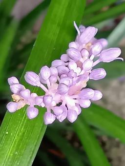 ヤブラン ヤブランの写真