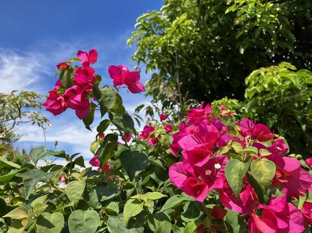 台湾 ブーゲンビリア 台湾 ブーゲンビリア 花,青空,自然の写真素材
