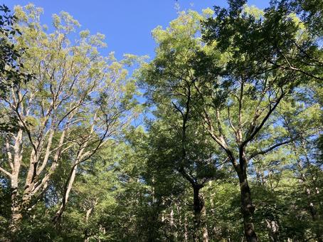 上高地の自然 上高地の自然 上高地,自然,大自然の写真素材