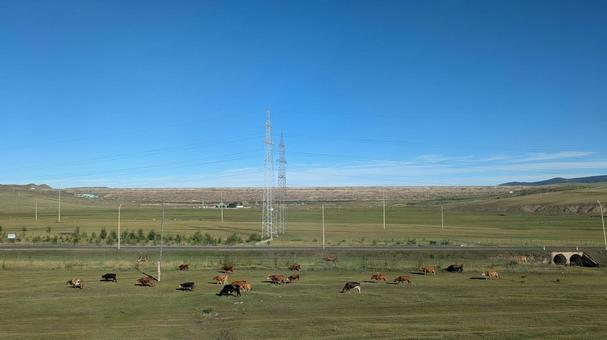 モンゴル郊外の草原で草をはむ家畜（牛） モンゴル,牛,家畜の写真素材
