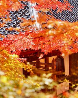 紅葉　長野県　清水寺 紅葉,長野県,清水寺の写真素材