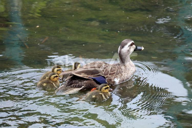 泳ぐ野生のカルガモの親子 カモ,野鳥,雛の写真素材