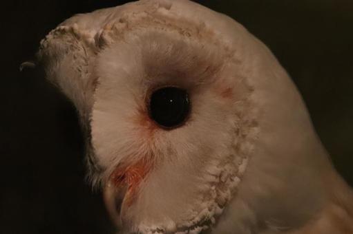 夜のメンフクロウ 夜のメンフクロウの写真