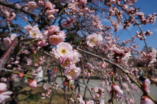 初春 梅 花見 初春 梅 花見の写真