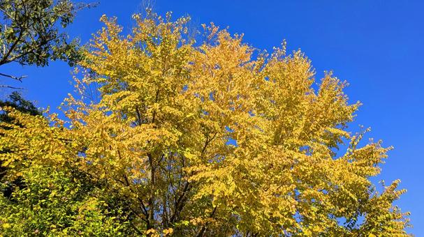 秋色のキャンバス 秋,自然,赤色の写真素材