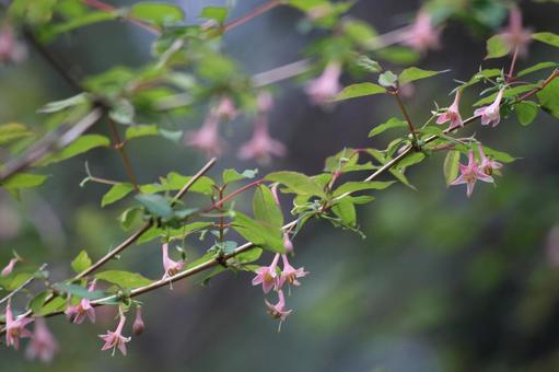ウグイスカグラの花 ウグイスカグラの花の写真