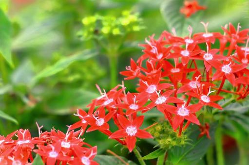 満開の星の形をした赤い花 満開の星の形をした赤い花 植物,花,星形の花の写真素材