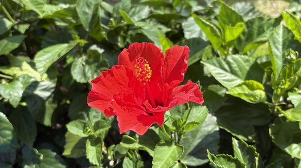 ハイビスカス ハイビスカス ハイビスカス,夏,花の写真素材