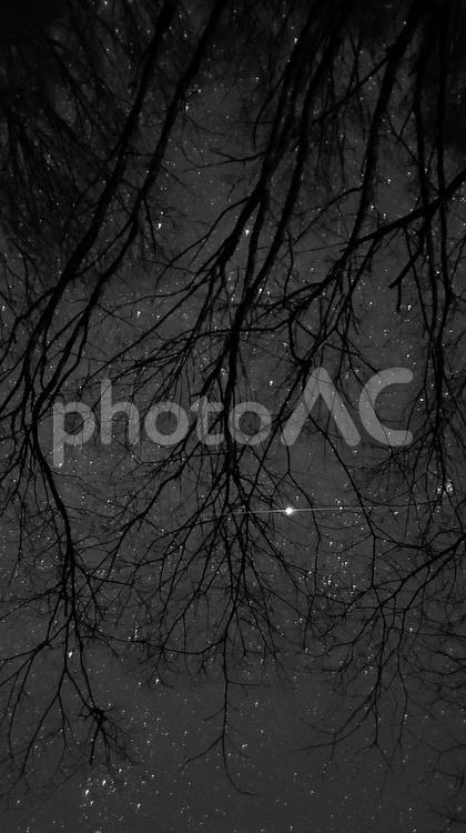 木々の間から見える星空 風景,空,夜の写真素材