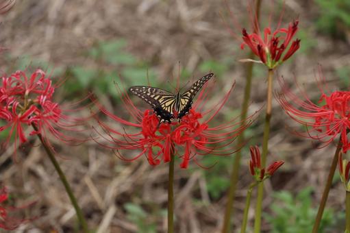 鮮やかな彼岸花に羽を広げるアゲハチョウ 鮮やかな彼岸花に羽を広げるアゲハチョウ アゲハチョウ,揚羽蝶,蝶の写真素材
