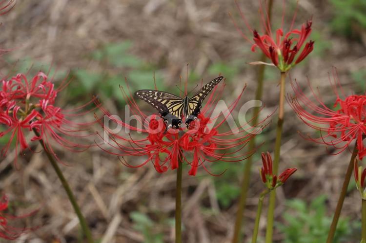 鮮やかな彼岸花に羽を広げるアゲハチョウ アゲハチョウ,揚羽蝶,蝶の写真素材