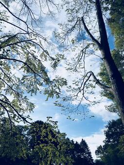 秋の空 秋の空の写真