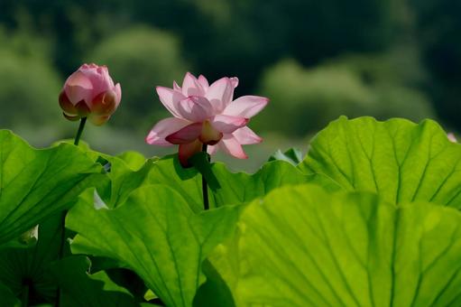 lotus, JPG