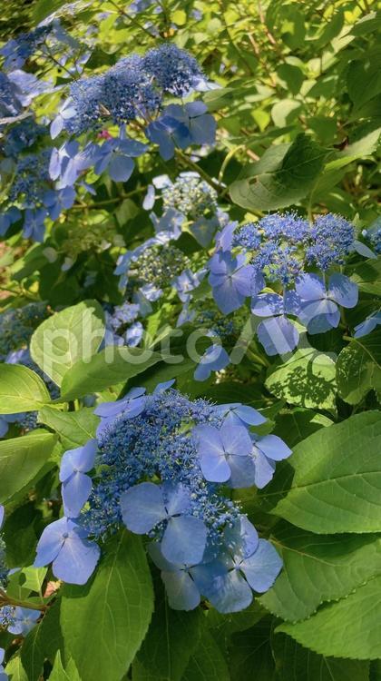 ガクアジサイ 紫陽花,花,植物の写真素材