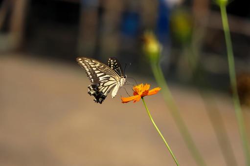 オレンジ色の秋桜の花の蜜を吸う蝶 蝶,アゲハチョウ,アゲハ蝶の写真素材