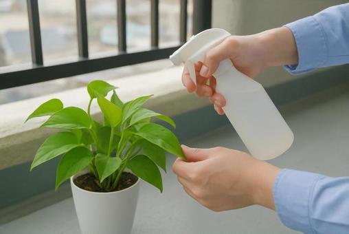 ベランダで観葉植物に霧吹きをかける手元 ベランダで観葉植物に霧吹きをかける手元の写真