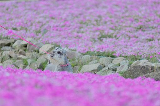 ミニチュアシュナウザー ミニチュアシュナウザー ミニシュナ,ミニチュア,シュナウザーの写真素材
