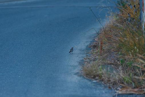 周りを見ながら歩くハクセキレイの若鳥 ハクセキレイ,セキレイ科,若鳥の写真素材